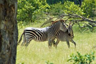 Zebras im Liwonde Nationalpark