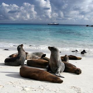 Seelöwen am Strand auf den Galapagosinseln