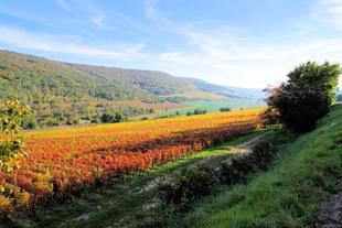 Weinreben in der Côte de Nuits