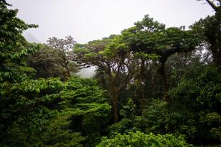 Nebelwald in Monteverde