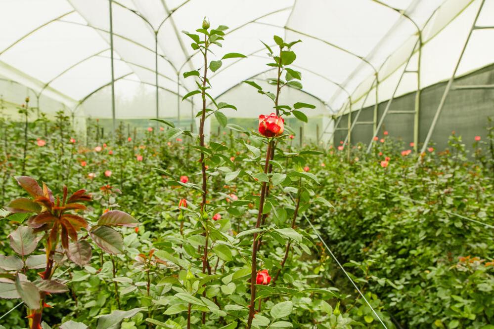 Rosenplantage in Ecuador