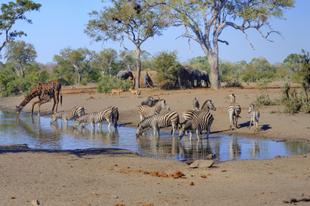 Tiere im Krüger-Nationalpark