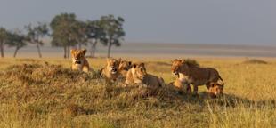 Löwen in der Masai Mara 