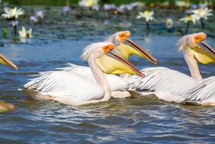 Pelikane im Nationalpark Djoudj 
