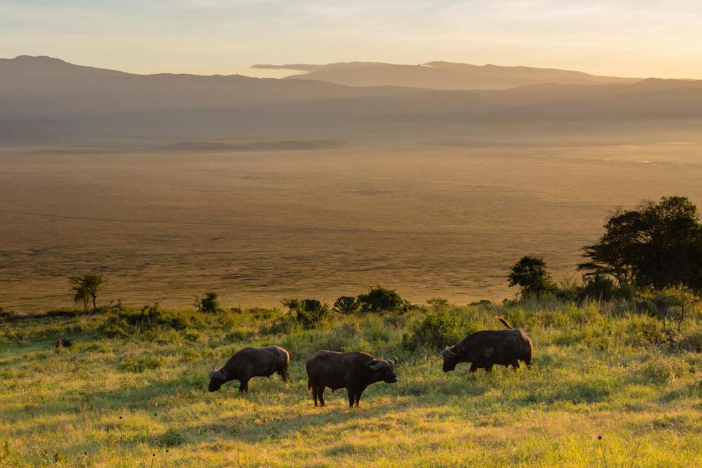 Büffel beim Weiden im Ngorongoro Krater 