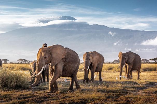 Elefanten in Kenia