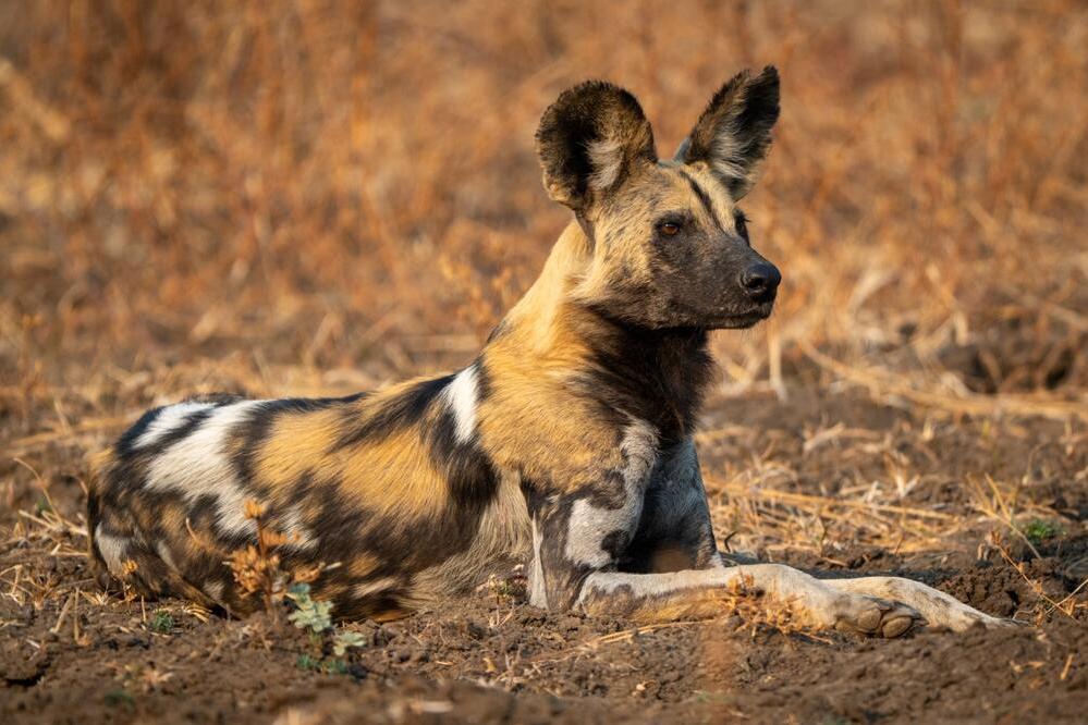 afrikanischer Wildhund: Painted Dog