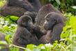 Gorillas im Bwindi Wald 