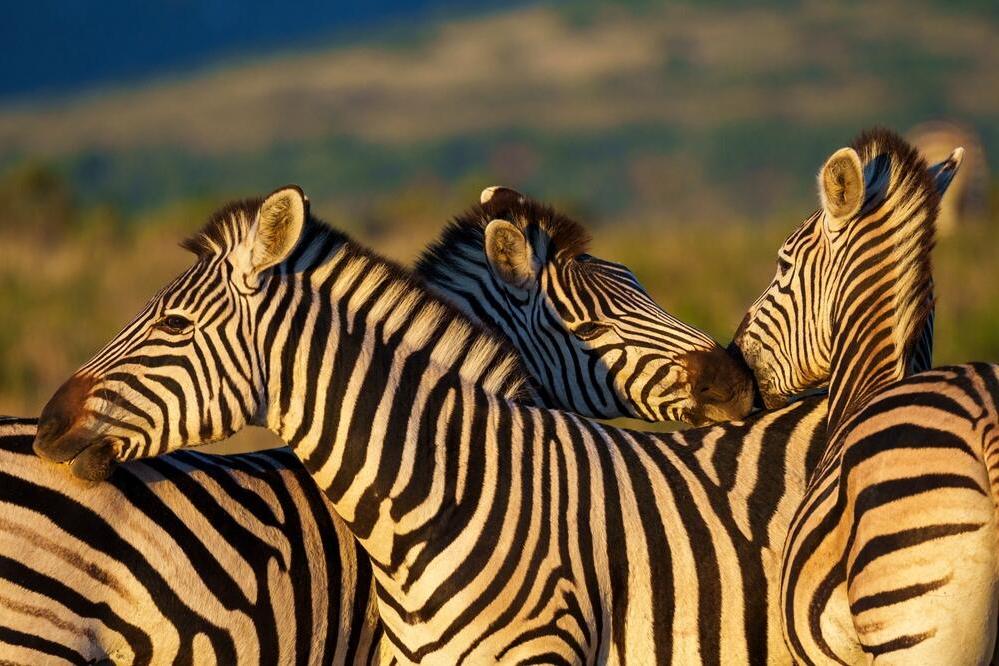 Zebras auf der Pirschfahrt