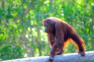 Orang Utan auf Baumstamm 