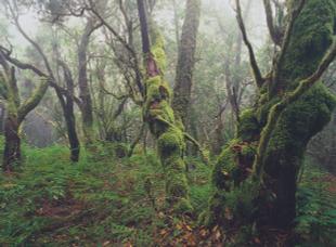 Nationalpark Garajonay