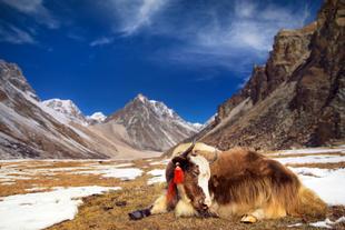 Himalaya