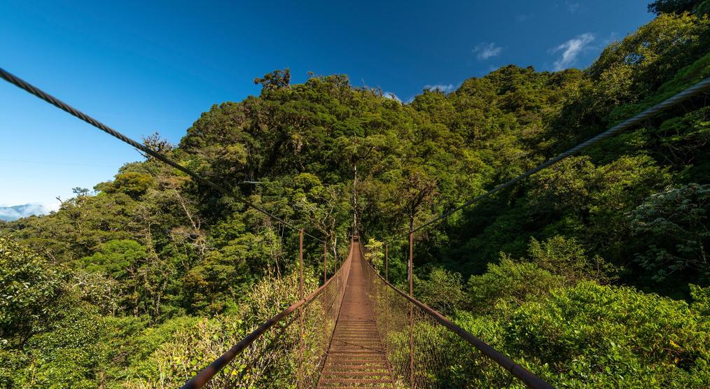 Hängebrücke im Nebelwald