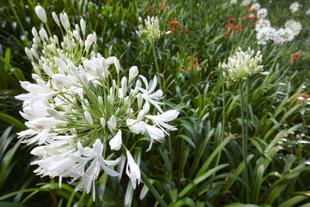 Flora auf Sao Jorge 