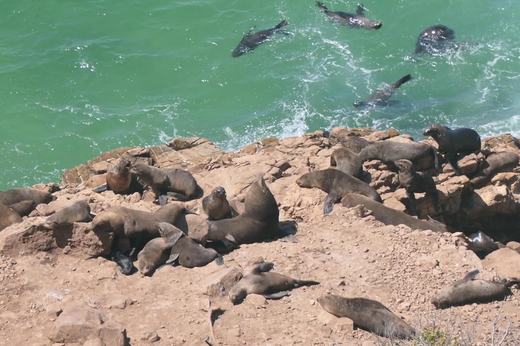 Seebären, Plettenberg Bay