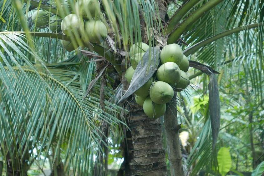 Kokusnüsse auf einem Baum in Ben Tre