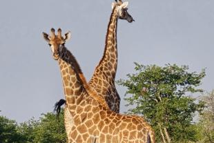 Giraffen auf einer SKR Jeep-Safari