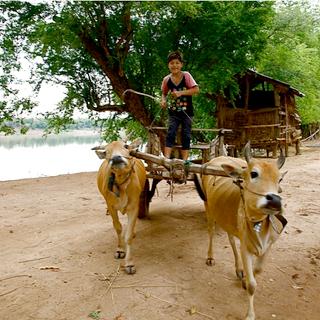 Ochsenkarren in Kratie