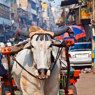 Delhi, die Hauptstadt Indiens