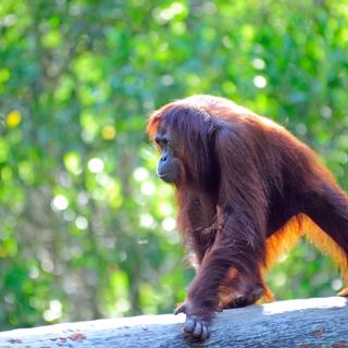 Orang Utan auf Baumstamm 