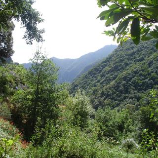 Typische Landschaft Madeiras