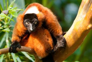 roter Vari im Vakona Reservat 