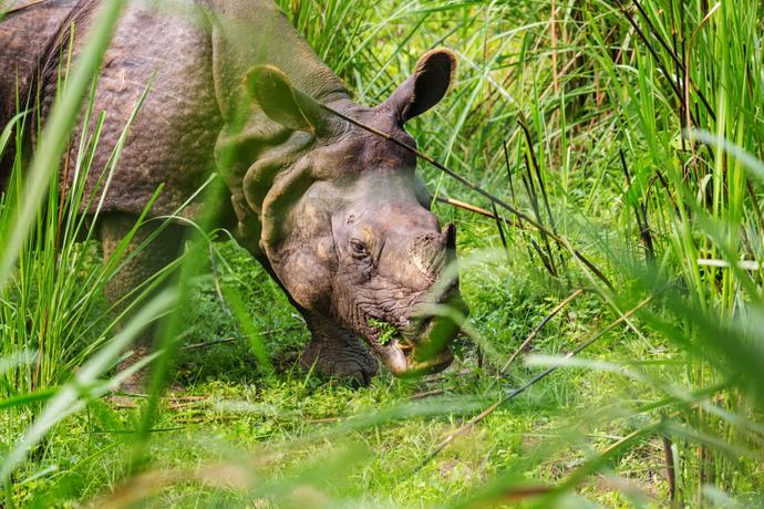 Nashorn im Chitwan-Nationalpark