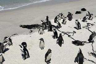 Pinguine am Boulders Strand