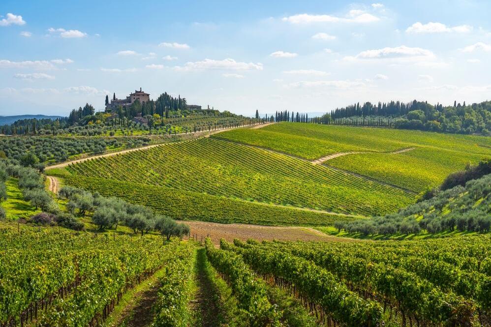 Weinberge in Radda