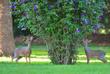 Dik-Diks in der Arumeru River Lodge