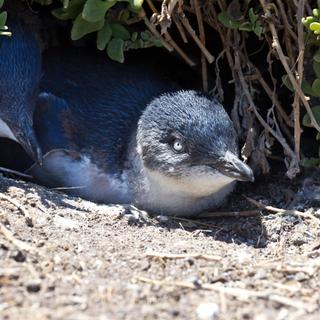 Zwergpinguine auf Phillip Island 