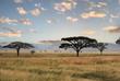 Schirmbaum im Serengeti Nationalpark