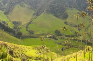 Blick auf die Valle del Cocora