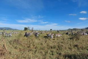 Zebraherde in der Serengeti