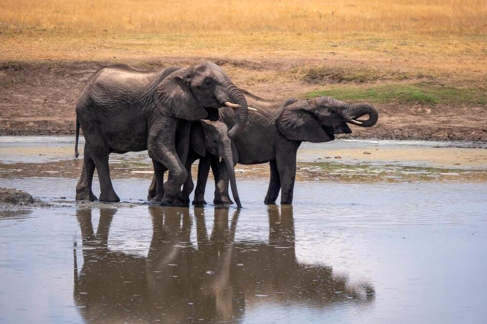 Elefanten im Wasserloch im Hwange-Nationalpark 