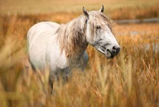 Die weißen Pferde der Camargue