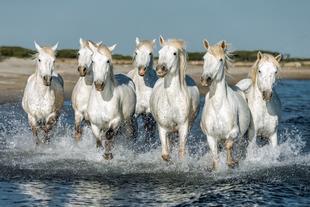 Camargue-Pferde