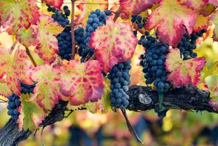 Weinrebe in Montefalco