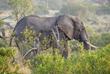 Elefant im Krüger-Nationalpark