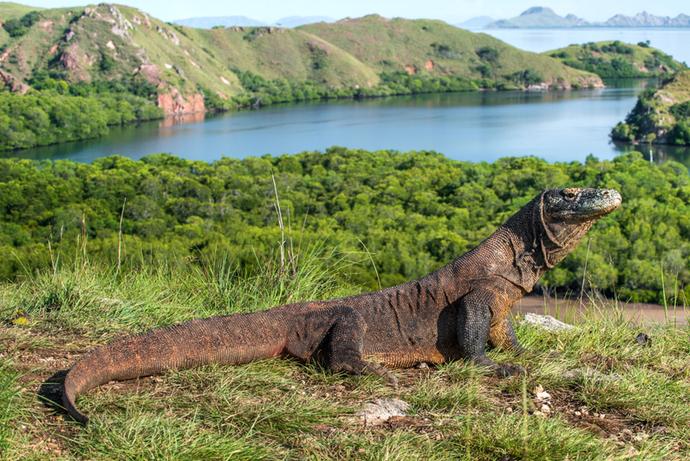 Komodowaran