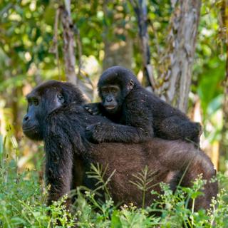 Gorilla mit Baby