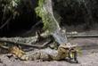 Krokodil am Río Sarapiquí 