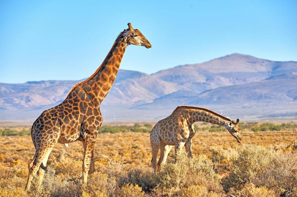 Giraffen im Serengeti Park