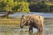 Elefant im Yala Nationalpark