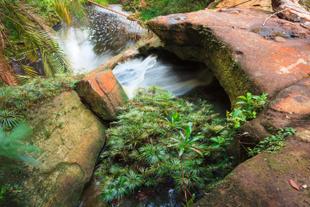Quelle im Bako National Park