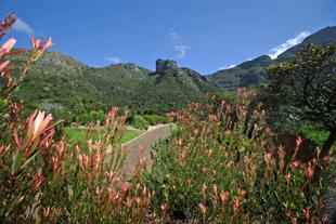 Kirstenbosch 