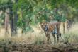 Bengali Tiger im Bandhavgarh Nationalpark