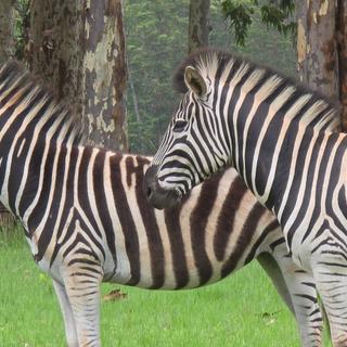 Zwei Zebras auf einer Safari