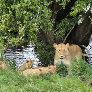 Löwenfamilie am Wasser