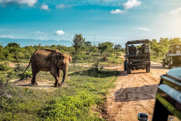 Beobachtung eines Elefanten bei einer Sri Lanka Rundreise